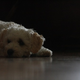 Illustration for article titled Shooting Challenge Pets Gallery 4
